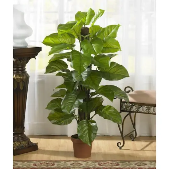 4.3ft. Potted Large Leaf Philodendron Plant {5}