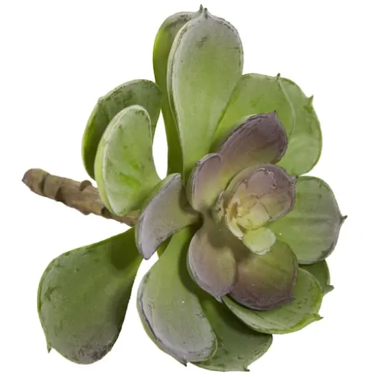 Green Echeveria Succulent Pick, 12ct. {5}