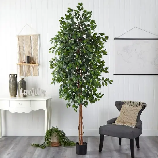 8ft. Potted Ficus Tree {5}