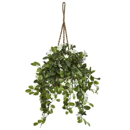 3.5ft. Stephanotis Flowering Plant in Hanging Basket {1}