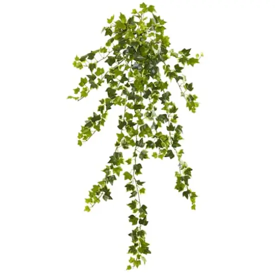 Ivy Hanging Plant, 4ct. {1}