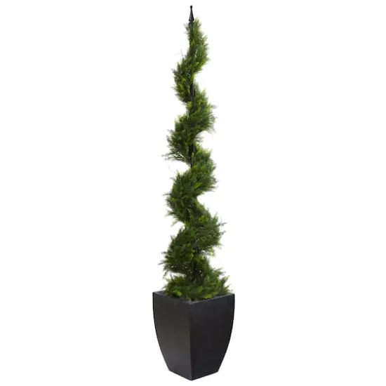 6ft. Cypress Spiral Tree in Black Planter {1}