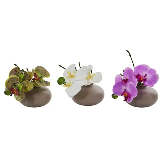 7" Assorted Moth Orchid Arrangement, 3ct. {1}
