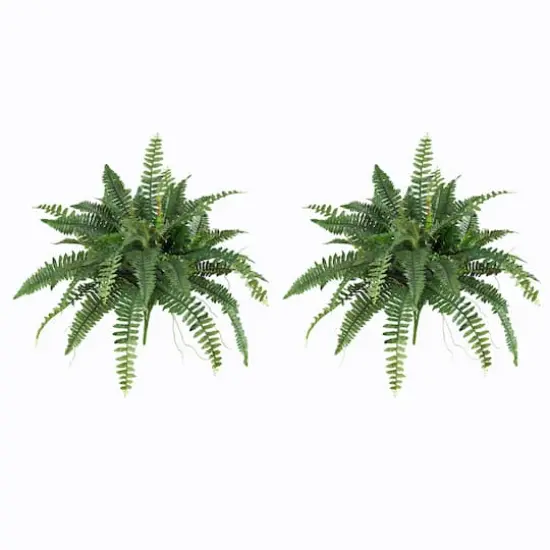 15" Boston Fern, 2ct. {4}