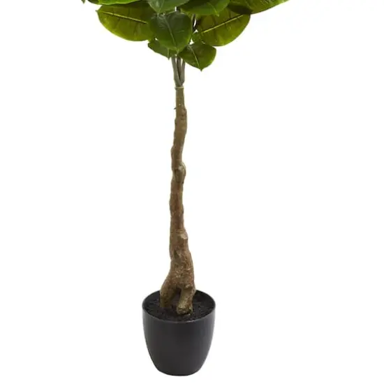 5.5ft. Potted Rubber Leaf Tree {4}