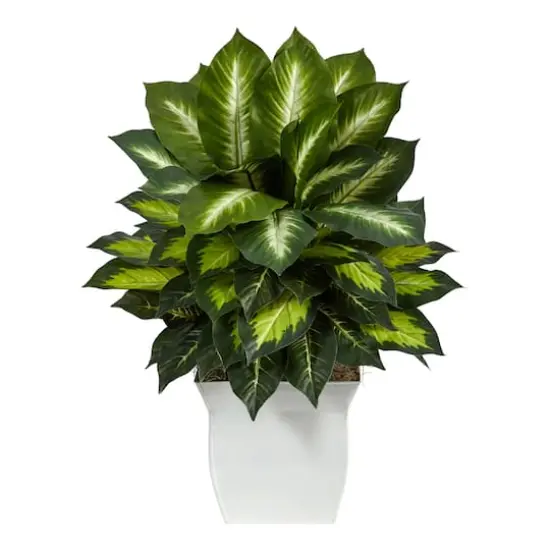 2ft. Golden Dumb Cane in Decorative White Metal Planter {1}
