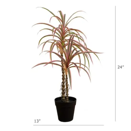 2ft. Potted Dracaena Marginata Plant {6}