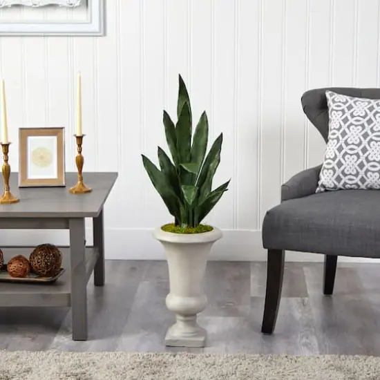 3ft. Snake Plant in Sand Colored Urn {4}