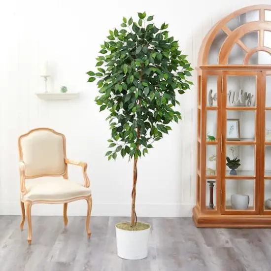 6ft. Ficus Tree in White Tin Planter {4}