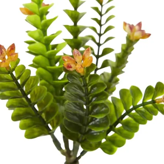 Orange Flowering Sedum Plant, 6ct. {3}