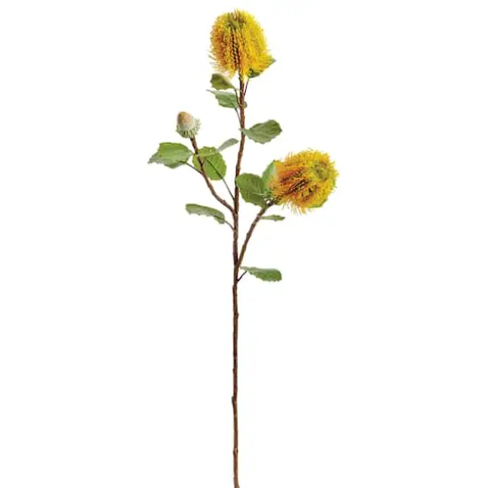 Yellow Banksia Spray  {1}