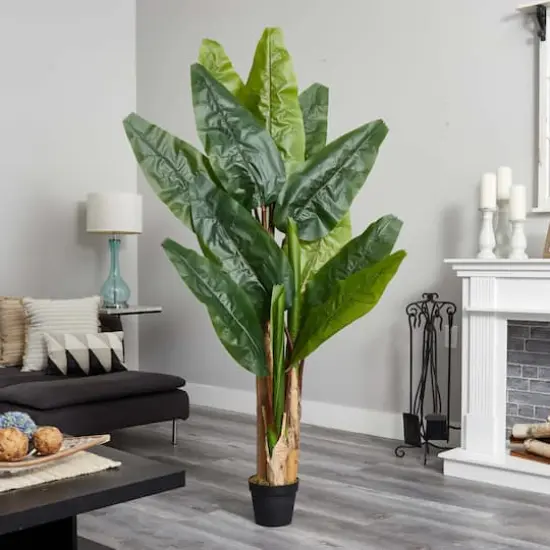 6ft. Potted Triple Stalk Banana Tree {3}