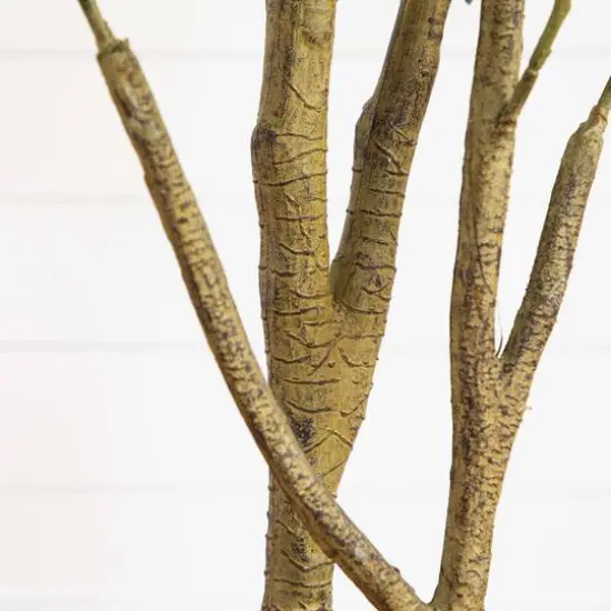 6ft. Potted Black Olive Tree {8}