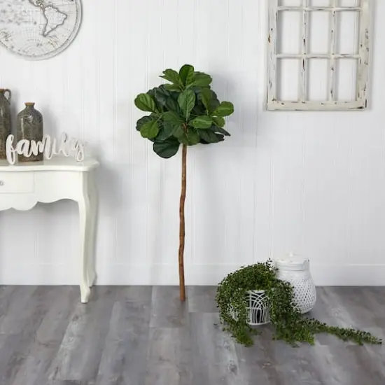 4.5ft. Fiddle Leaf Fig Tree {4}