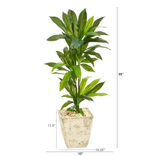 3ft. Dracaena Plant in Country White Planter {3}