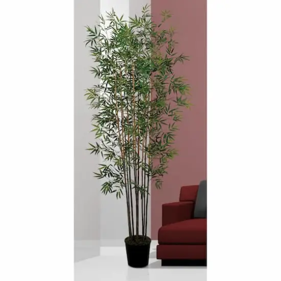 6ft. Potted Mini Bamboo Silk Tree {4}