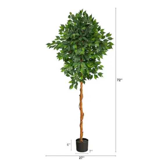 6ft. Potted Ficus Tree {3}