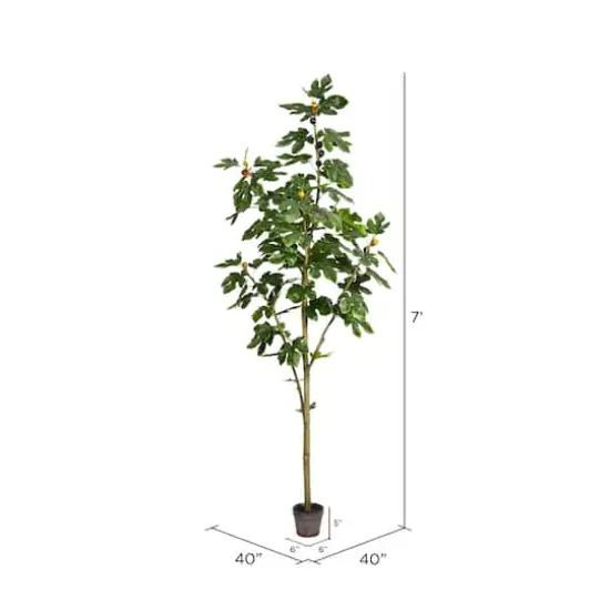 7ft. Potted Fig Tree {4}
