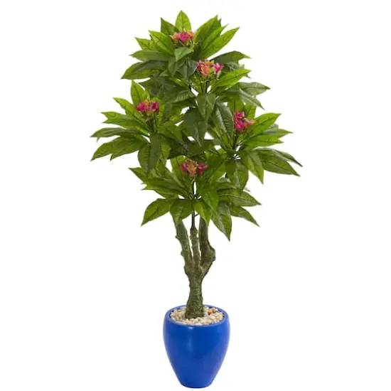 5ft. Plumeria Tree in Decorative Blue Planter {1}
