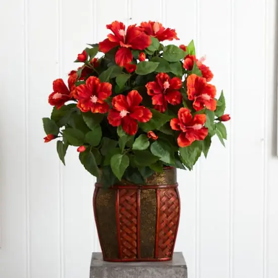 24" Hibiscus Plant in Decorative Planter {4}