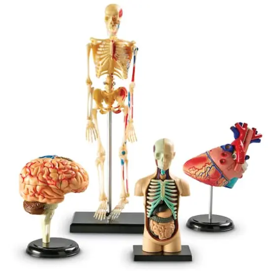 Learning Resources Anatomy Models Bundle {1}
