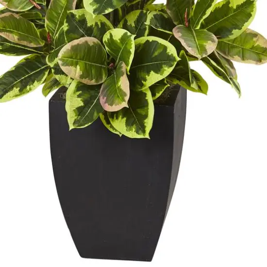 4ft. Rubber Plant in Black Wash Planter {4}