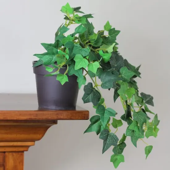 8" Potted Green Mini Spring Ivy Bush {3}