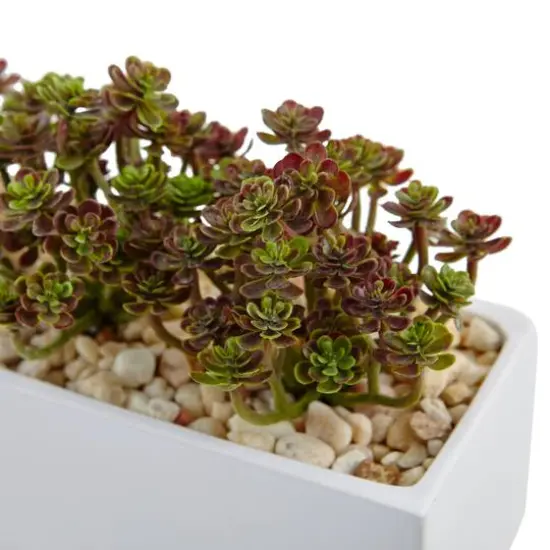 8'' Sedum Arrangement in White Planter {3}