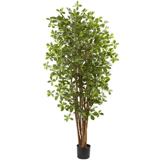6ft. Potted Black Olive Tree {1}