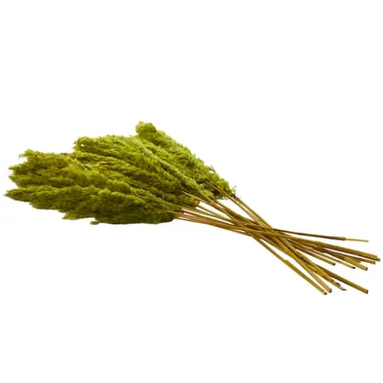 Dried Plant Pampas Natural Foliage with Long Stems Green {4}