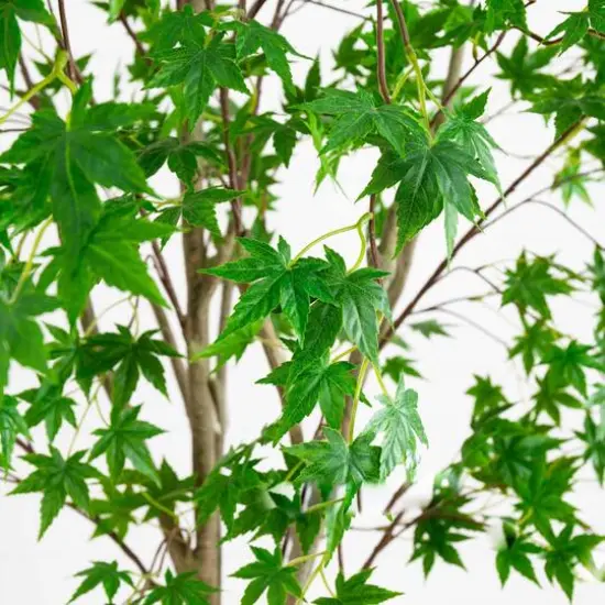 8ft. Potted Maple Tree {4}