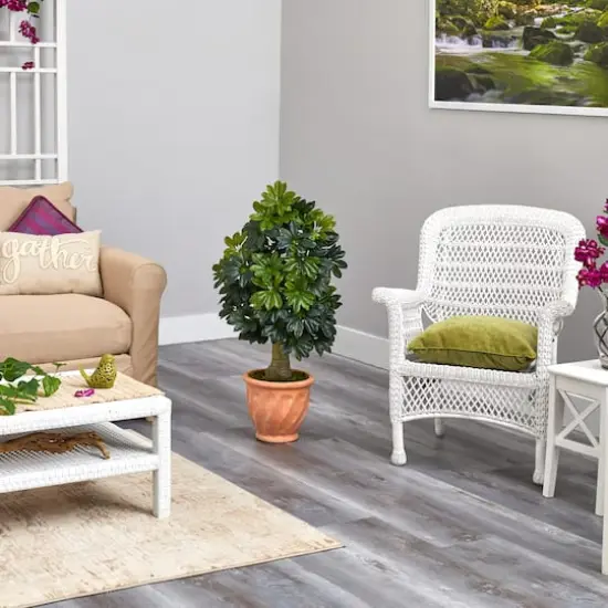 3.5ft. Umbrella Tree in Terra Cotta Planter {5}