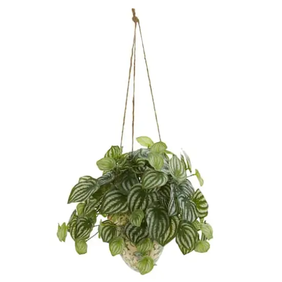 24" Watermelon Peperomia Plant in Hanging Vase {1}