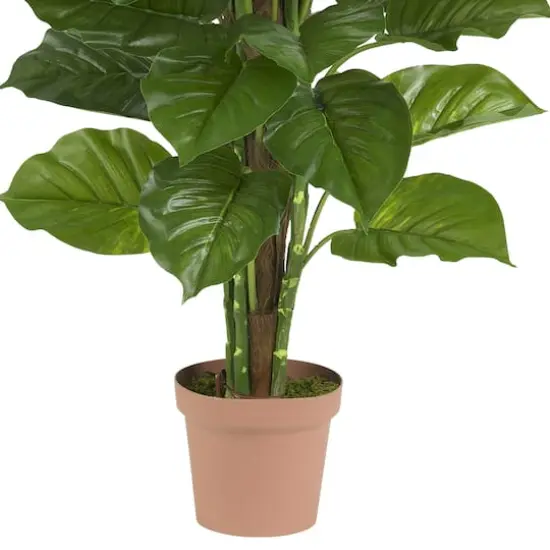 5ft. Potted Philodendron Plant {4}