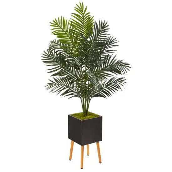5.5ft. Paradise Palm Tree in Black Planter with Stand {1}