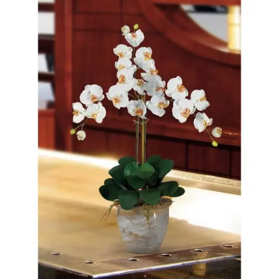 Triple Phalaenopsis Orchid Flower Arrangement In Ceramic Vase Cream {3}