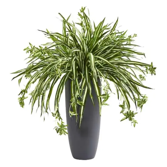 2.75ft. Spider Plant in Gray Cylinder Planter {1}