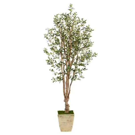 6.5ft. Olive Tree in Country White Planter {1}
