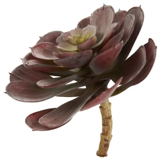 Burgundy Echeveria Succulent Pick, 12ct. {5}