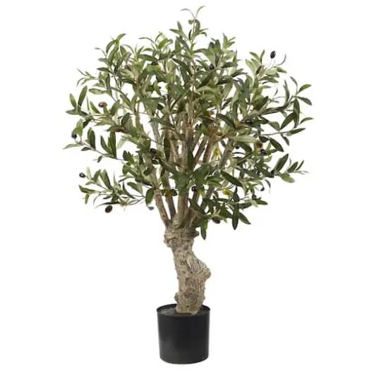 2ft. Potted Olive Tree {1}