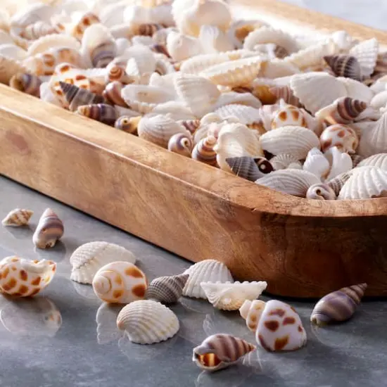 Shell Beads by Bead Landing&trade; {3}