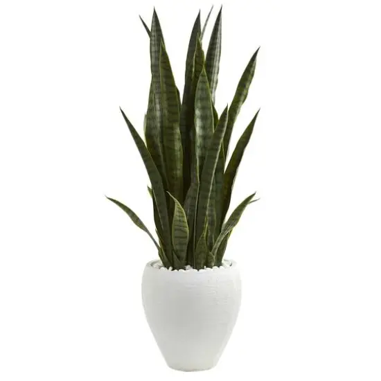 3.5ft. Snake Plant in White Planter {1}