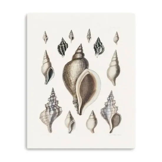 Vintage Shell II Canvas Giclee {1}