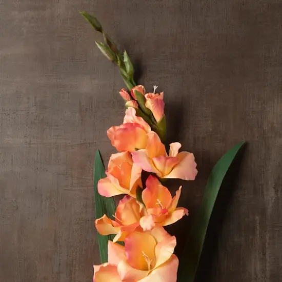 Gladiolus Stem by Ashland&reg; Salmon {3}