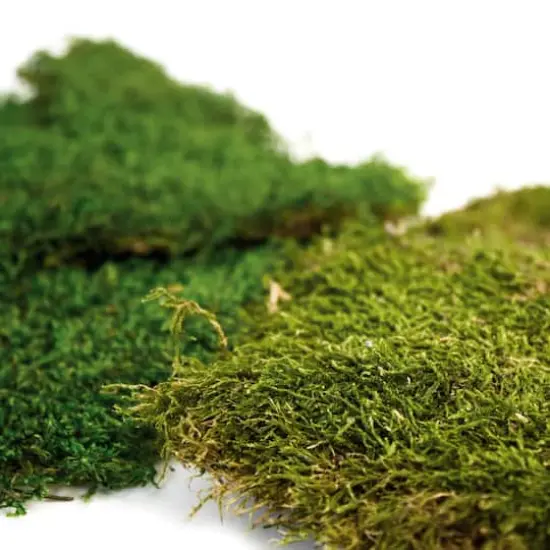 SuperMoss&reg; Preserved Sheet Moss {5}