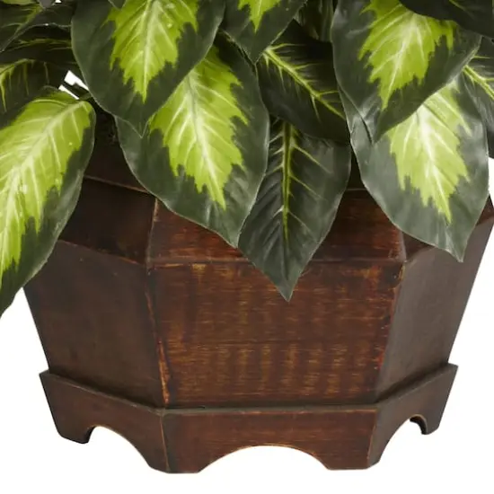 24" Golden Dieffenbachia Plant in Decorative Pot {4}