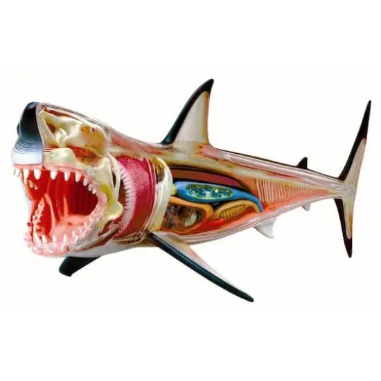 4D Vision&trade; Great White Shark Anatomy Model {3}
