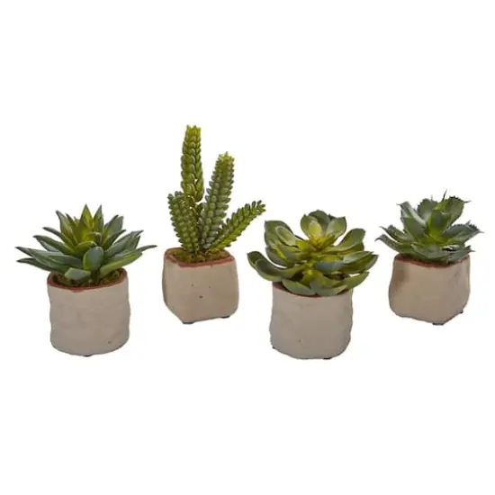 6" Potted Mixed Succulent Plants, 4ct. {1}