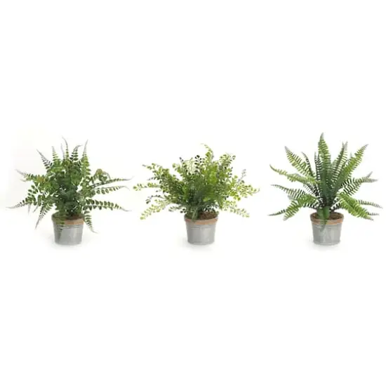 14.5" Fern Plant in Tin Pot Set  {1}