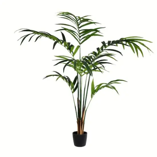 6ft. Potted Kentia Palm {1}